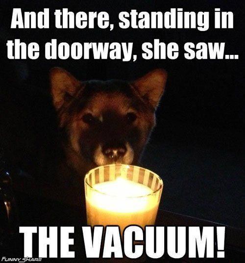 09-the-vacuum-dog-halloween-meme.jpg