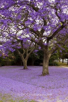 0a3bc75074cd2bd77b55f20296489d06--purple-rain-purple-trees.jpg