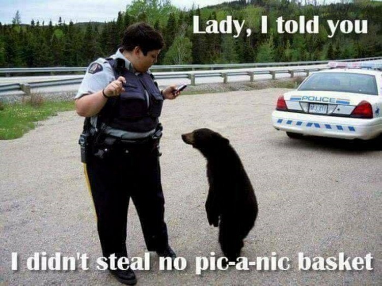 1-bear-n-cop.jpg