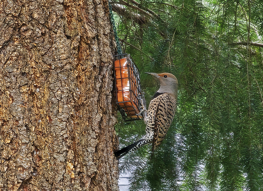 170624-Flicker-web.jpg 170624-Flicker-web.jpg