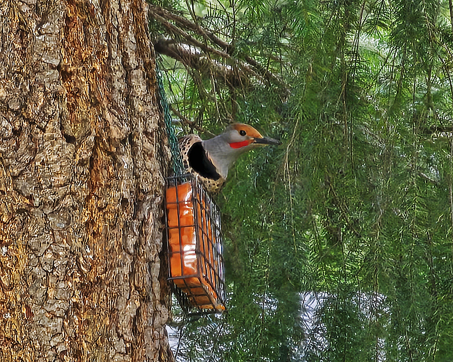 171335-Flicker-web.jpg 171335-Flicker-web.jpg