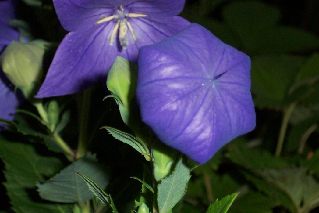 2839_Platycodon_grandiflorus.jpg