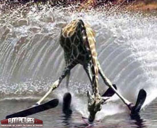 622935027-Giraffe-Water-Skiing-Funny-Animals.jpg