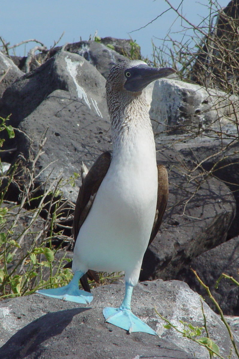 798px-Blue-footed_Booby_(Sula_nebouxii)_-one_leg_raised.jpg