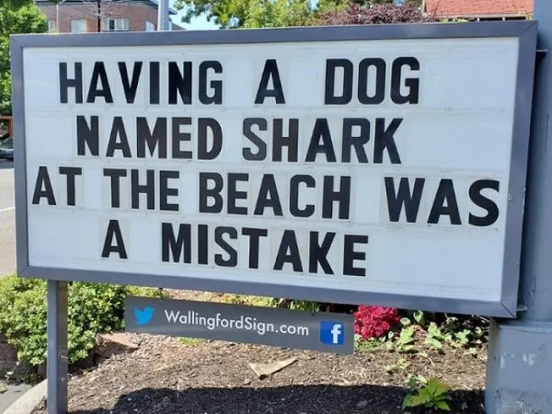 _Dog Named Shark.jpg