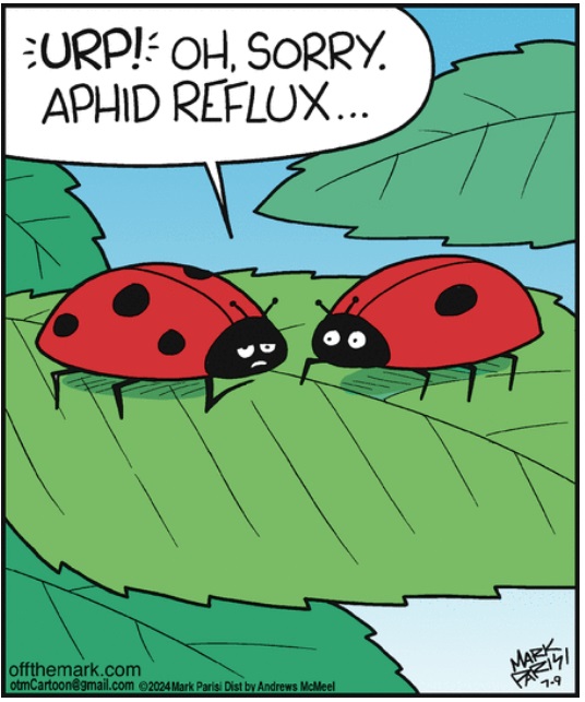 - aphid.jpg