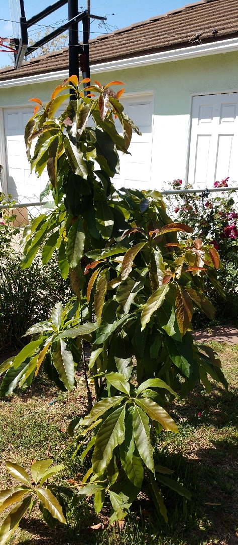 avocado_tree_050320_cropped_1.jpg