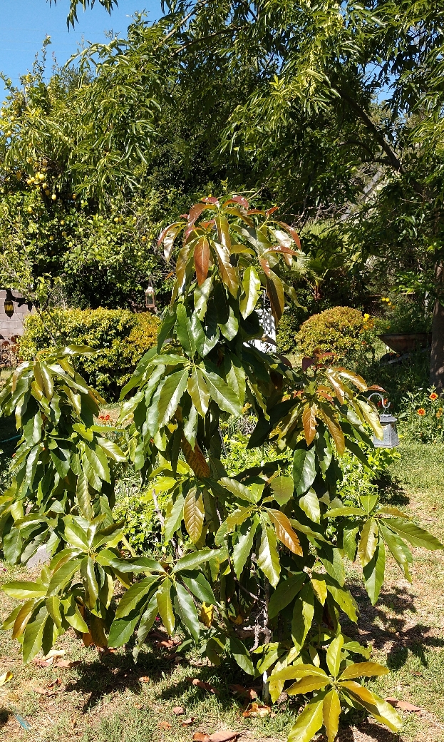 avocado_tree_050320_cropped_2.jpg