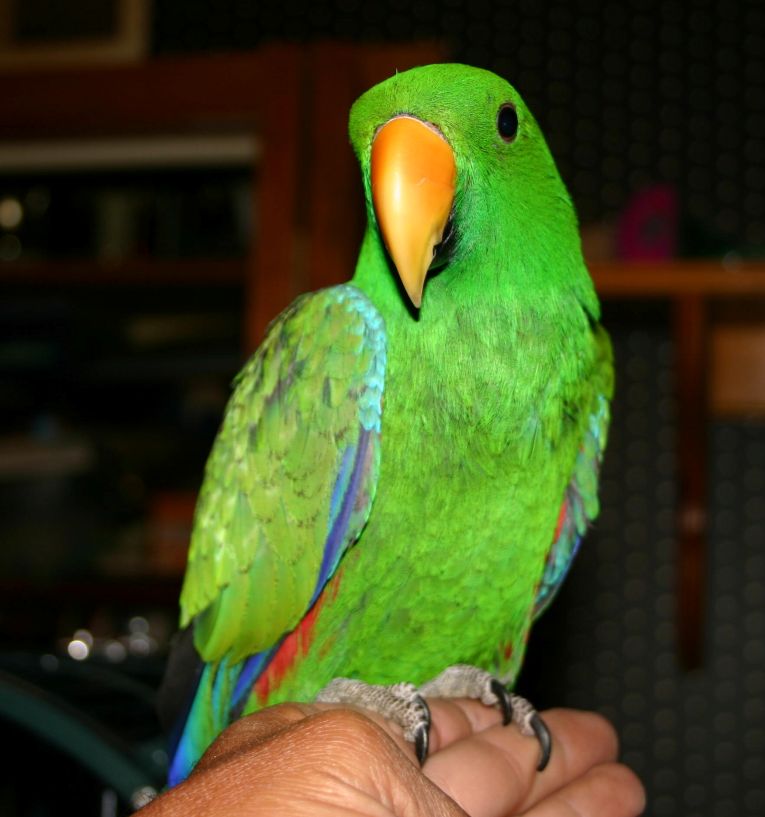 Basil.JPG