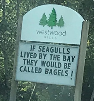 bay gulls.jpg