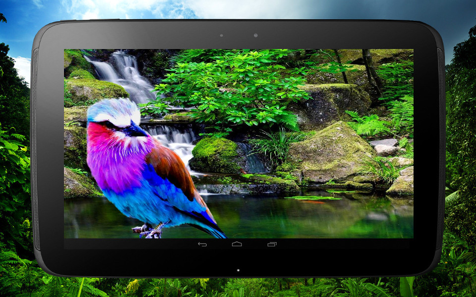 bird_tablet_0.jpg