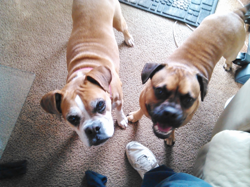 boxers (800x600).jpg