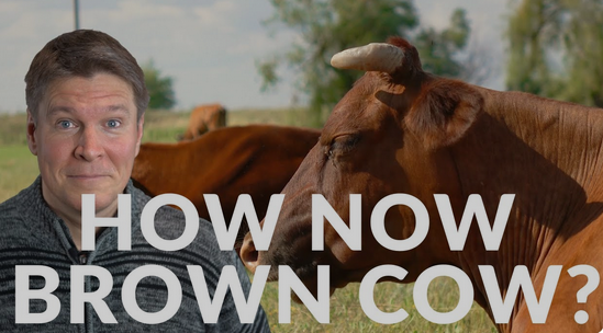 browncow.png