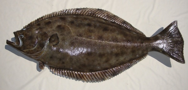 California_Halibut.jpg