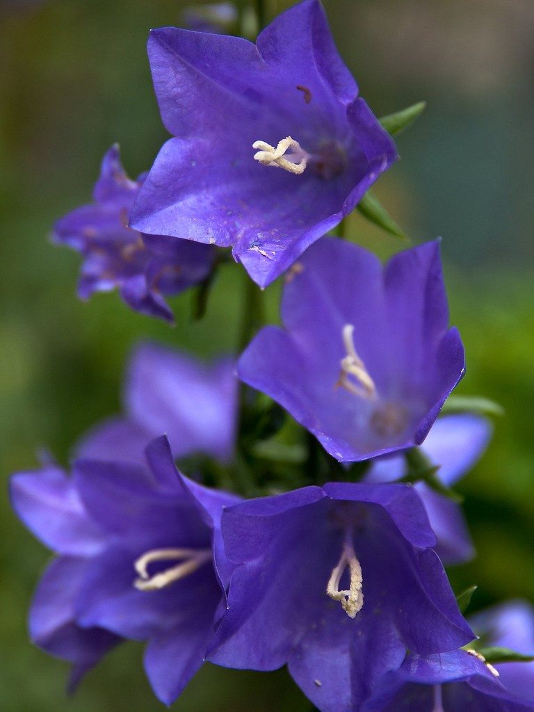 campanula-bellflowers.jpg