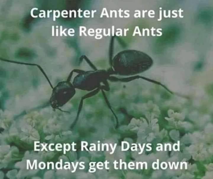 carpenterants.jpg