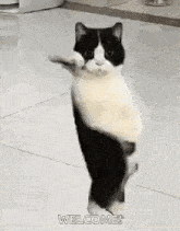 cat-dancing-gif-dancing-cat.gif