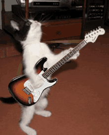 cat-guitar.gif