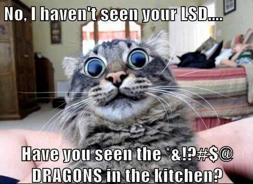 cat-lsd-dragons.jpg