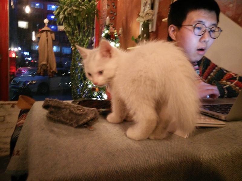 cat1.jpg