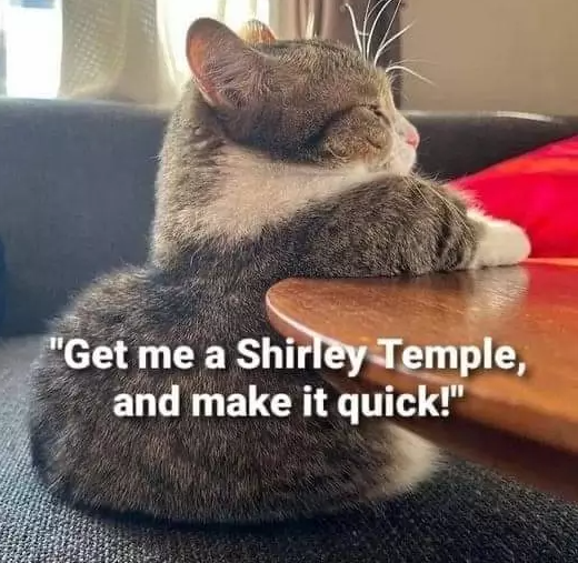 cat1.png