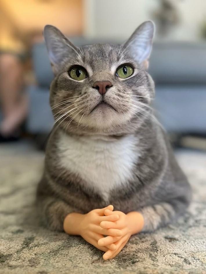cat1000.jpeg