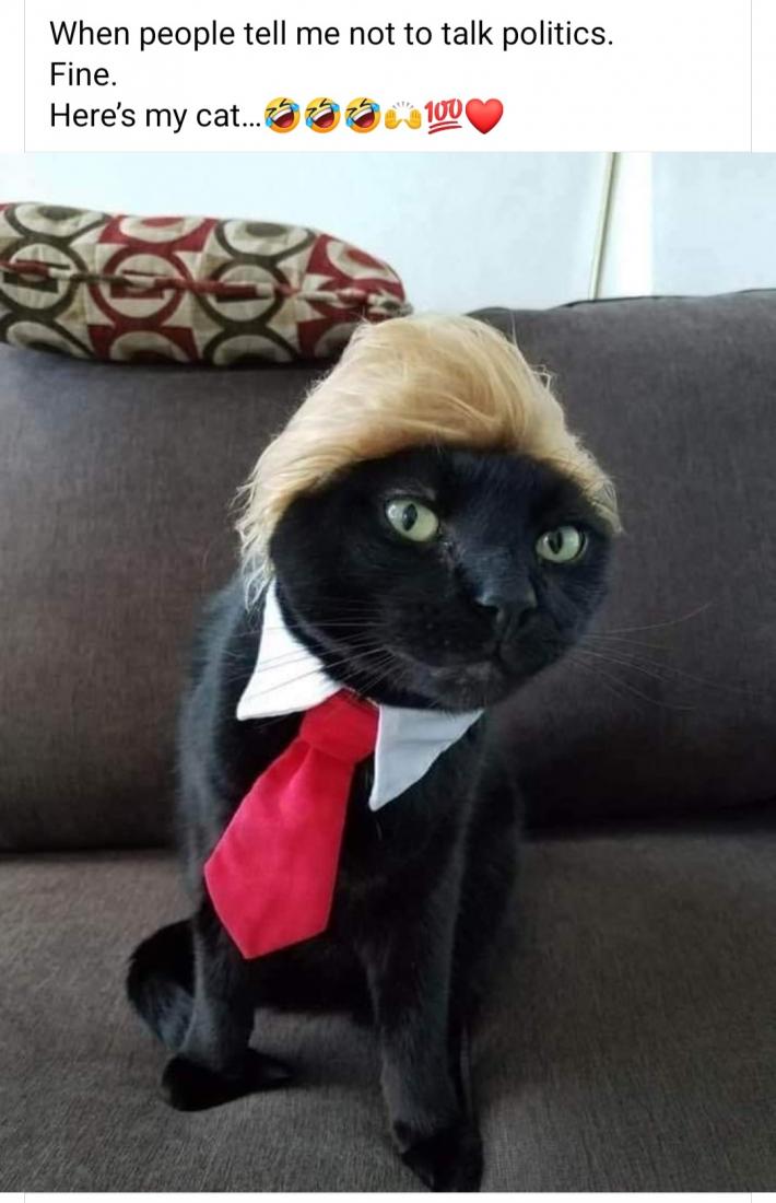 cat1001.jpg