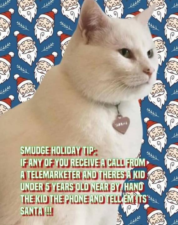 cat11.jpg