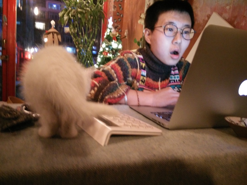 cat2.jpg