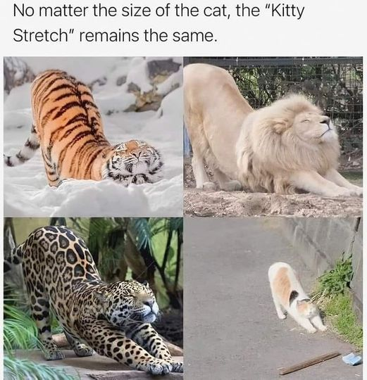 cat2.png