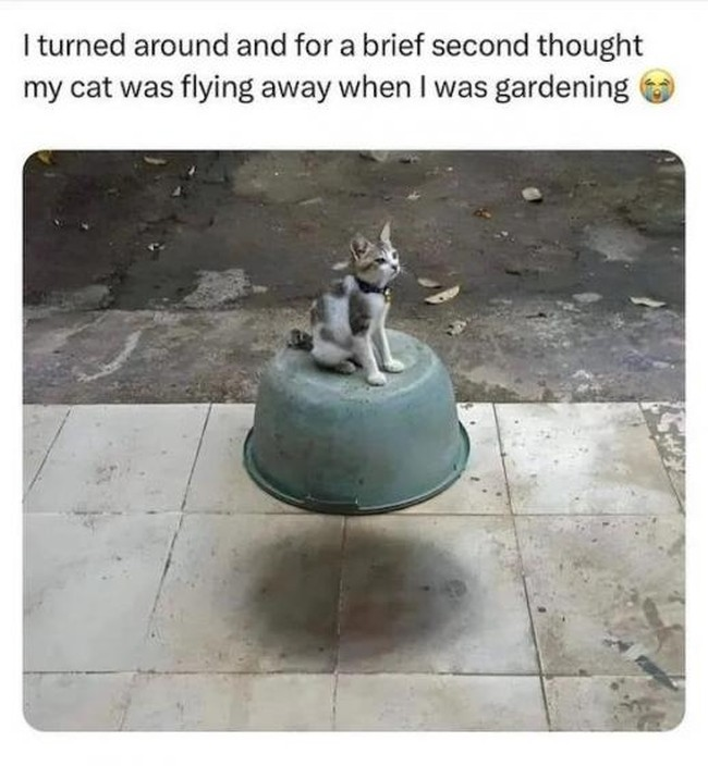 cat200.png