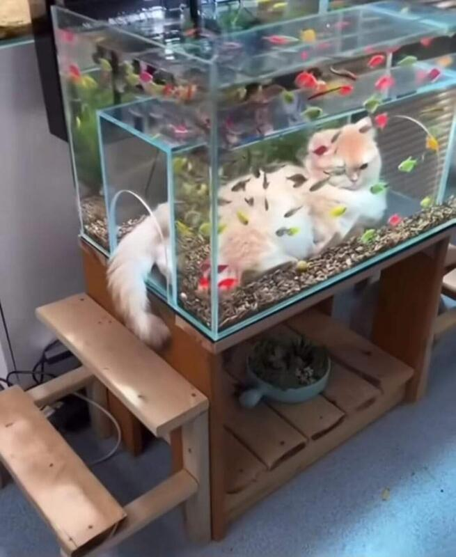 cat201.png