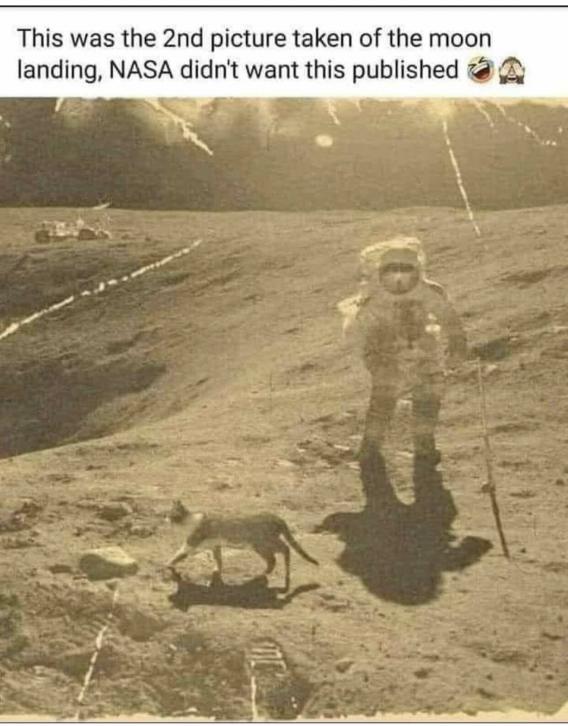 cat202.jpg