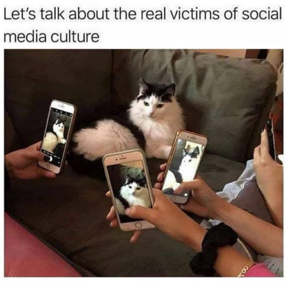 cat23.png