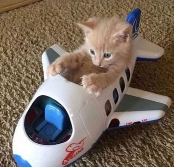 cat24.jpg