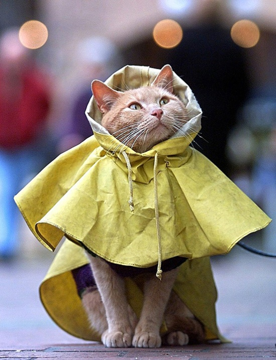 cat24.png