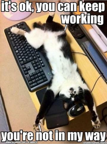 cat25.jpg
