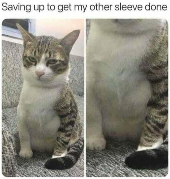 cat27.jpeg