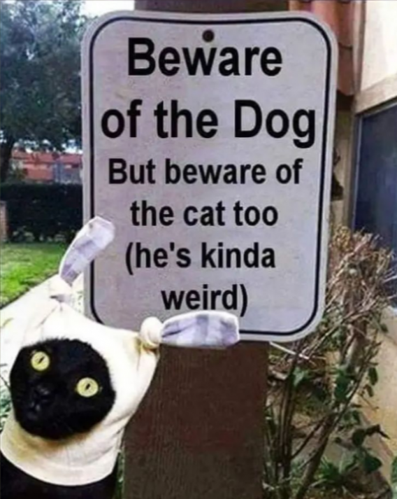 cat28.png
