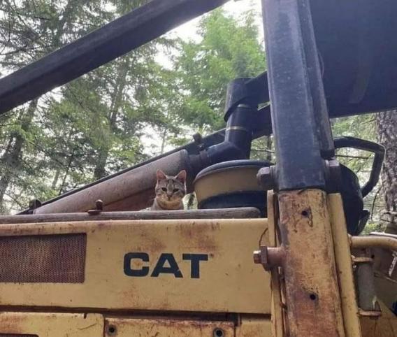 cat37.jpg