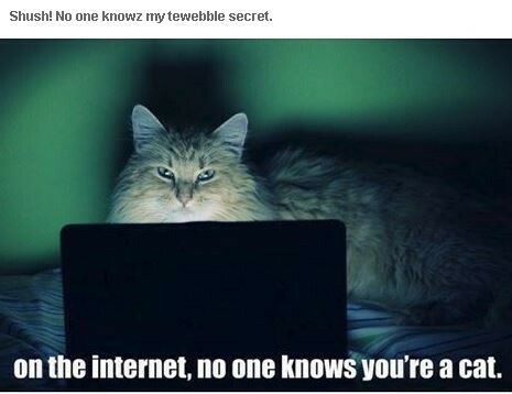 cat402.jpeg