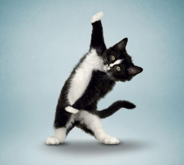 cat59.jpg