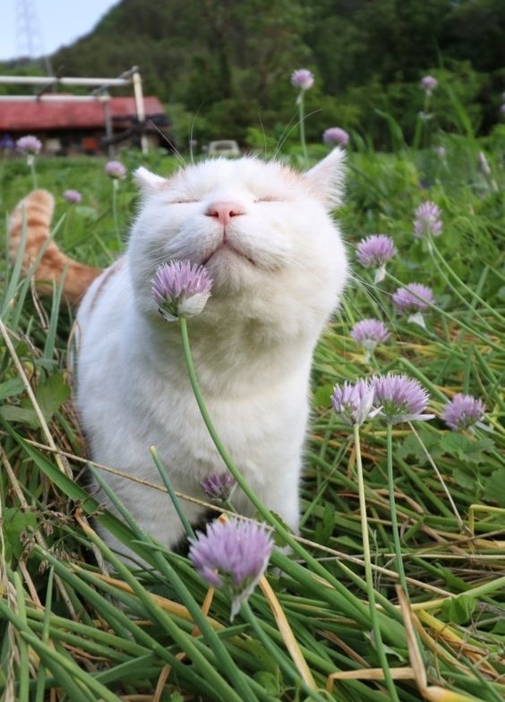 cat7.jpg