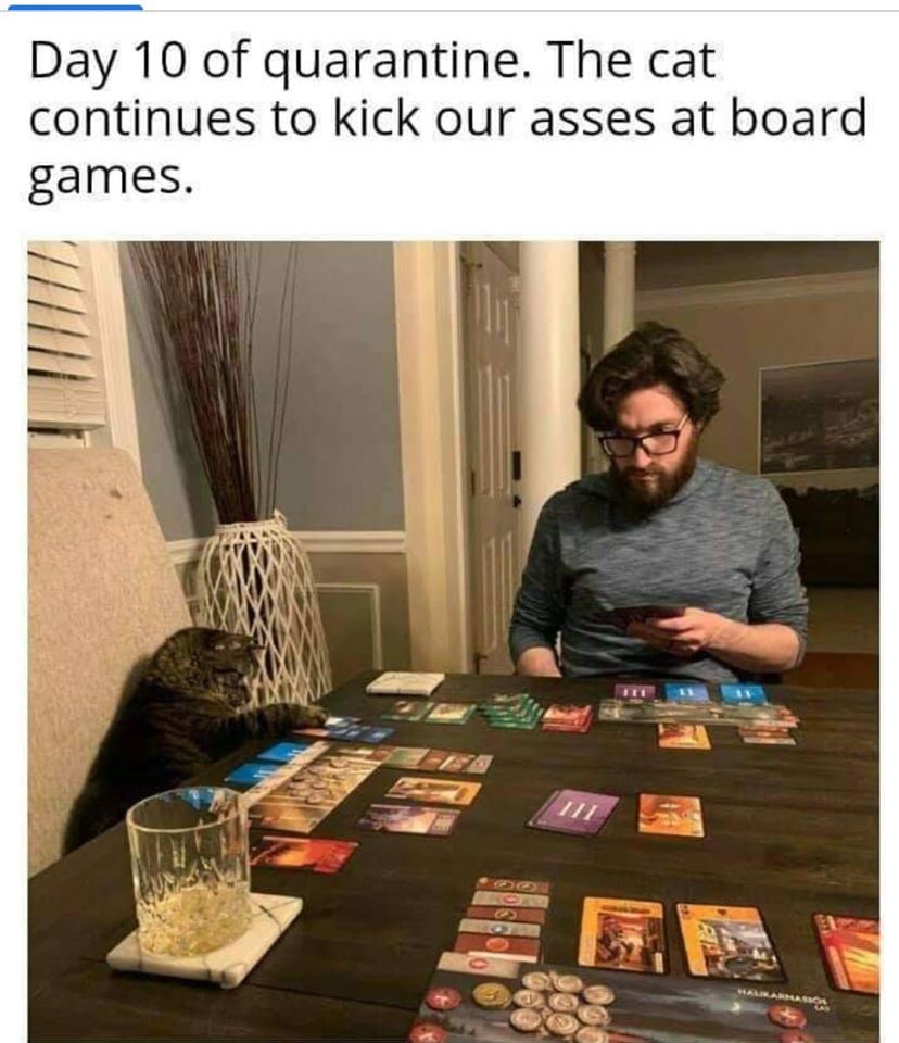 catboardgames.jpg