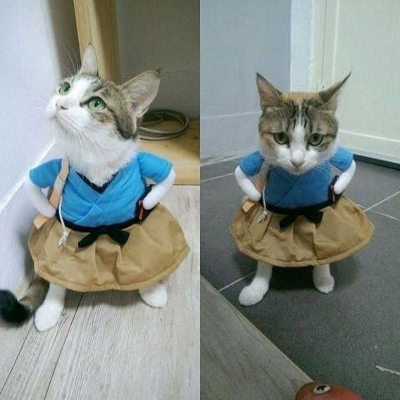 catdress.jpg