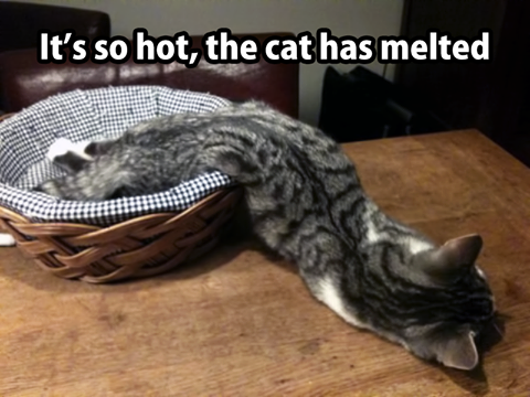 CatMelted.png