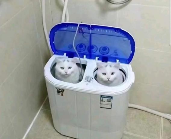 catwasher.jpg