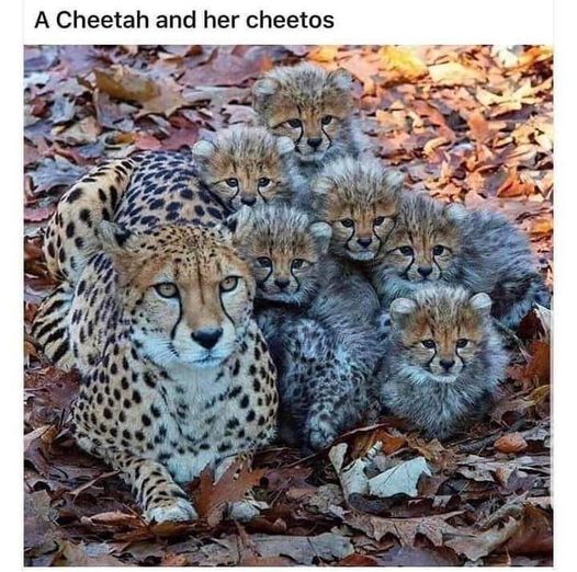 cheetahcheetos.jpg