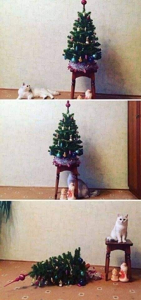 ChristmasKitty.jpg
