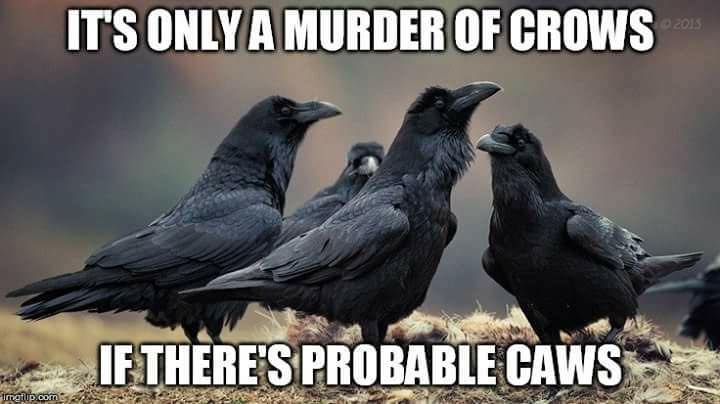 crows.jpg